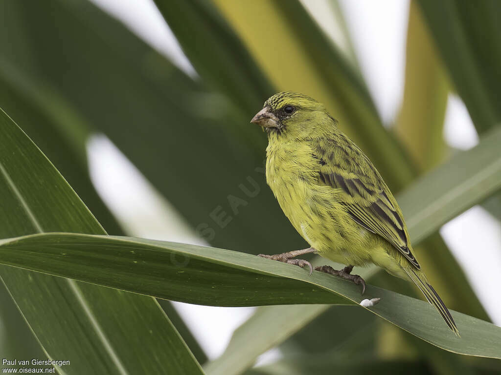 Serin du Koli mâle adulte, identification