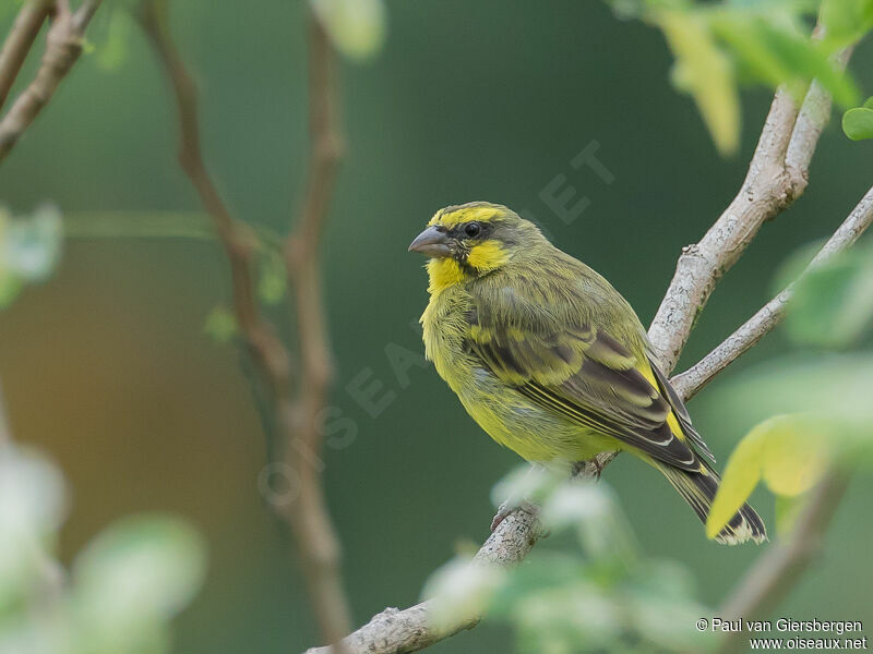 Yellow-fronted Canary