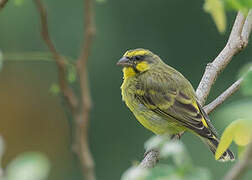 Yellow-fronted Canary