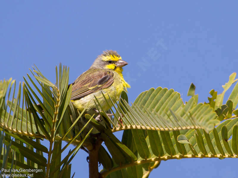 Yellow-fronted Canary female, habitat, pigmentation