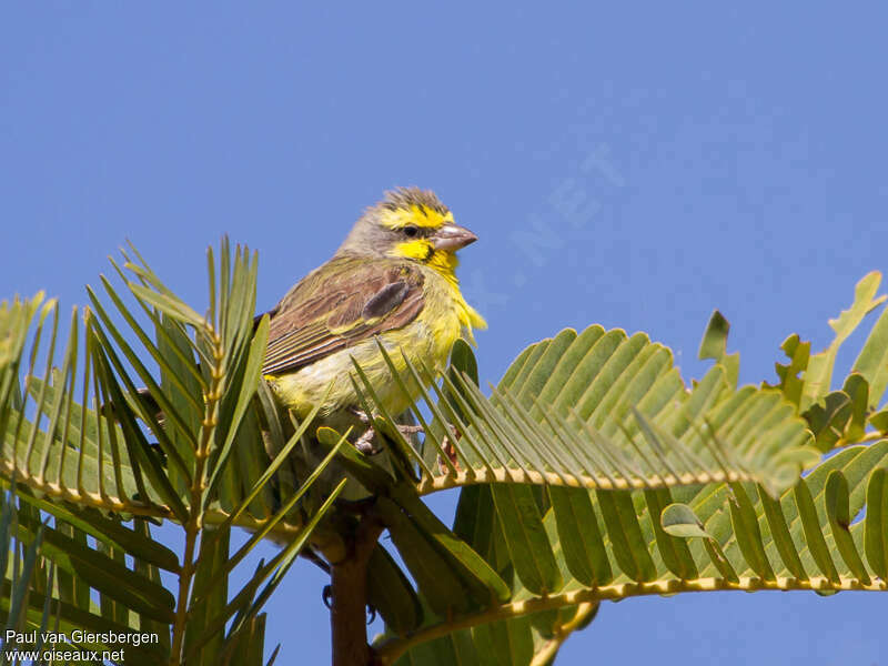 Serin du Mozambique femelle, habitat, pigmentation