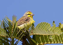 Serin du Mozambique