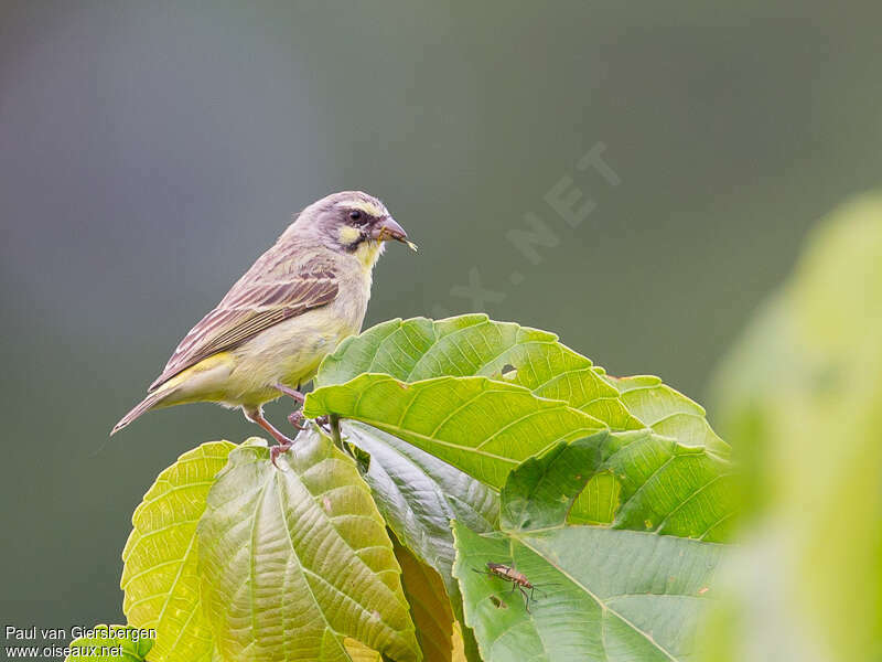 Serin du Mozambique femelle adulte, identification