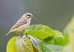 Yellow-fronted Canary