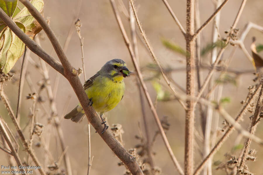 Yellow-fronted Canary male adult, eats