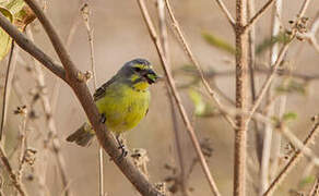 Yellow-fronted Canary