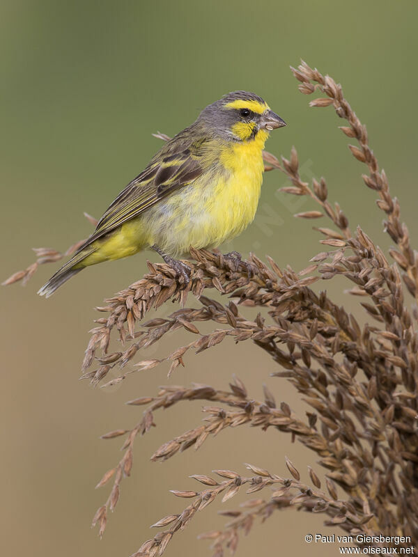 Yellow-fronted Canaryadult