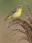 Yellow-fronted Canary