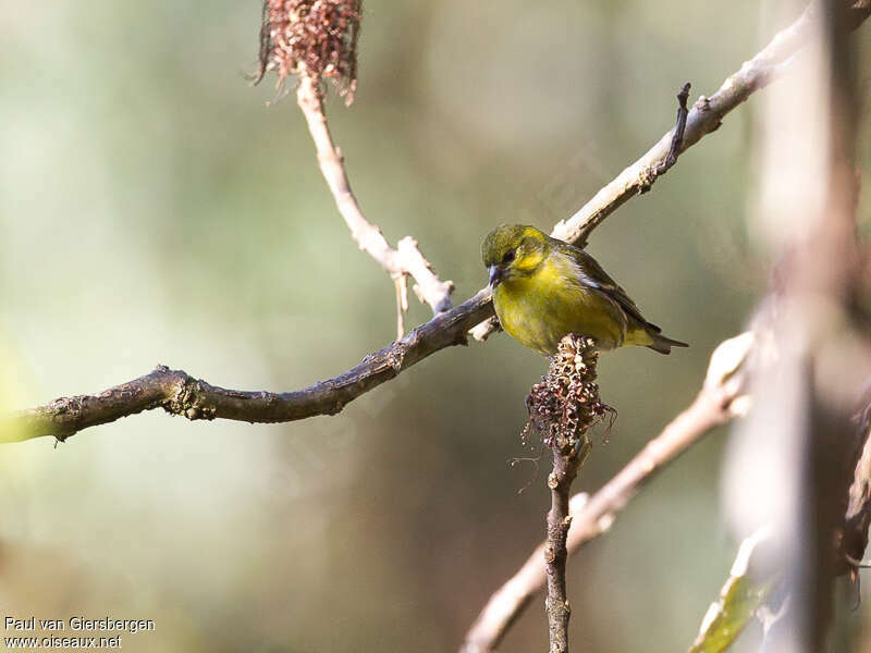 Serin du Tibet mâle adulte, identification