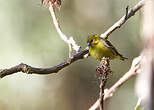 Serin du Tibet