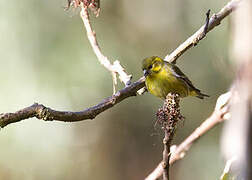 Serin du Tibet