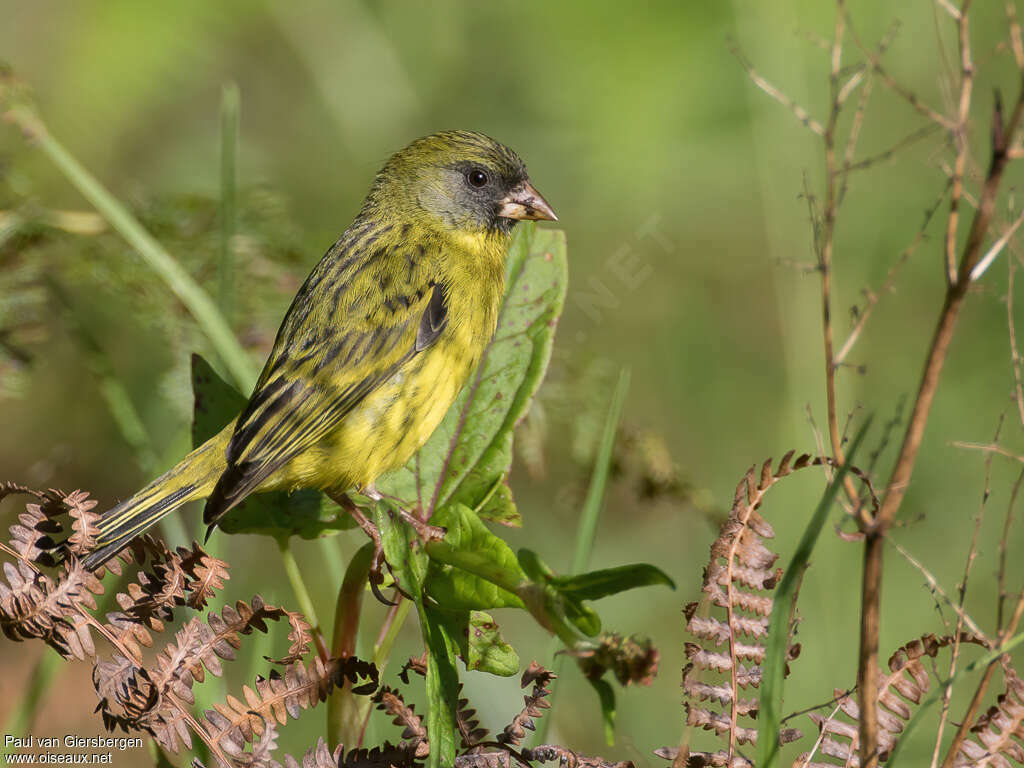 Serin est-africainadulte, identification