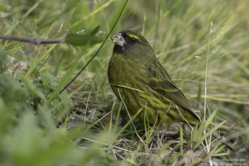 Serin forestieradulte