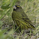 Serin forestier