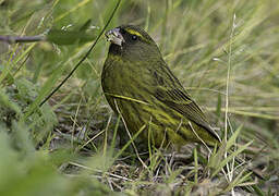 Forest Canary