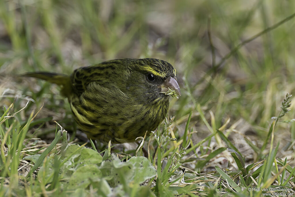 Serin forestieradulte