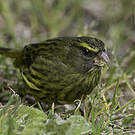 Serin forestier