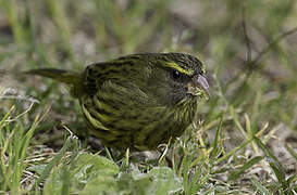 Forest Canary