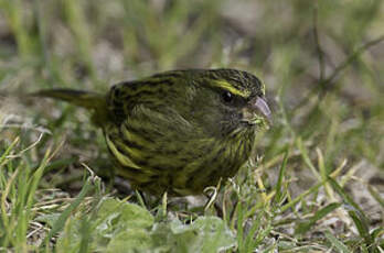 Serin forestier