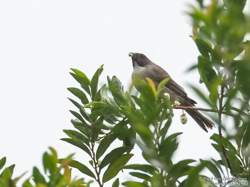 Streaky-headed Seedeater