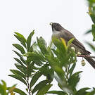 Serin gris