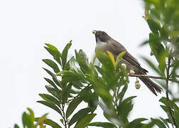 Streaky-headed Seedeater