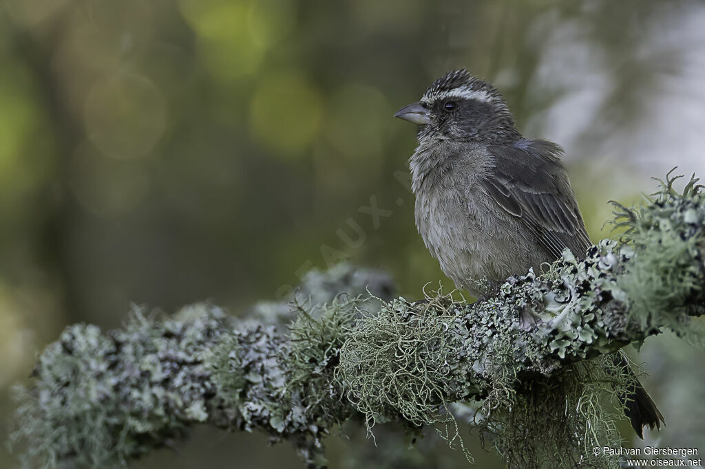 Streaky-headed Seedeateradult