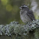Serin gris