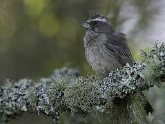 Streaky-headed Seedeater