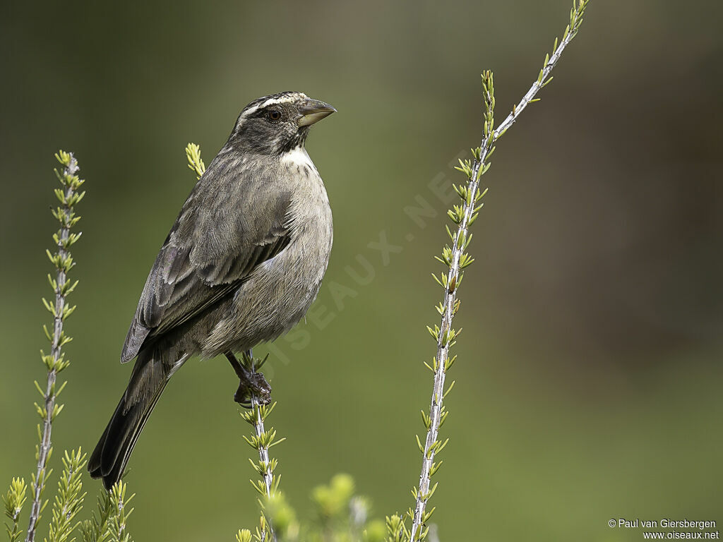 Serin grisadulte