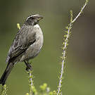 Serin gris