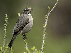 Streaky-headed Seedeater