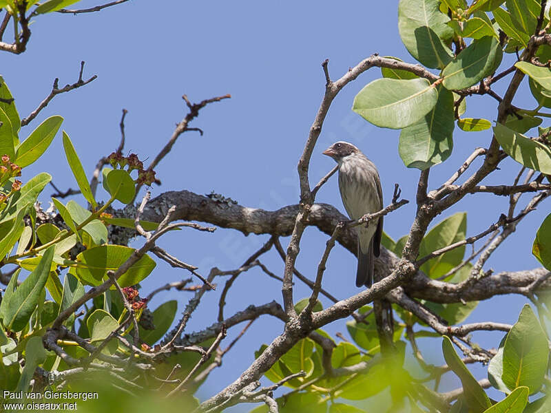 Serin oreillardadulte, habitat