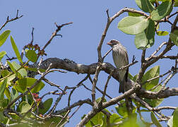 Black-eared Seedeater