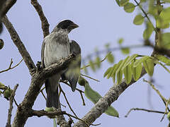 Black-eared Seedeater