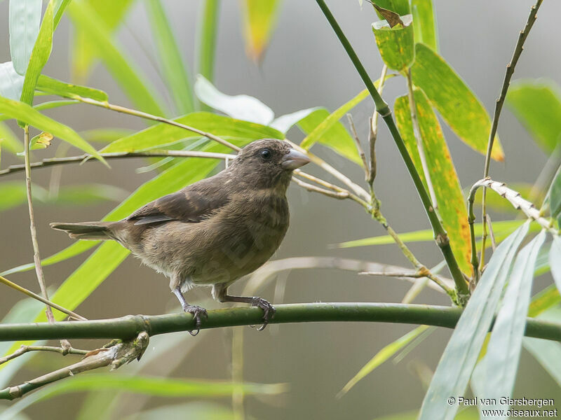 Principe Seedeater