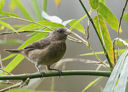 Principe Seedeater