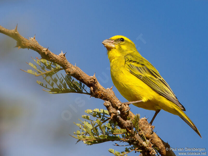 Serin soufréadulte