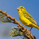 Serin soufré
