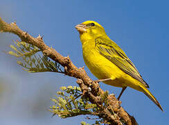 Serin soufré