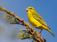 Serin soufré