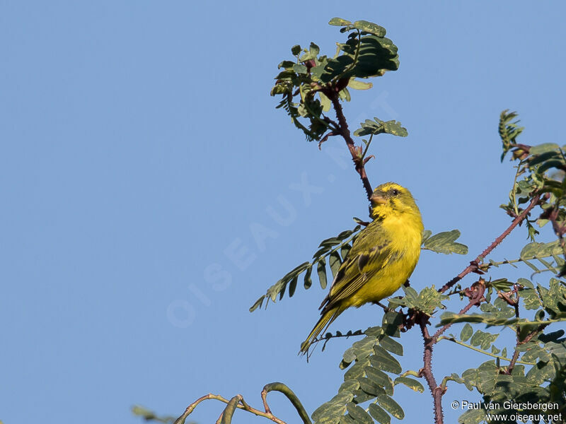 Serin soufré