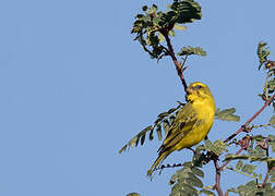 Brimstone Canary