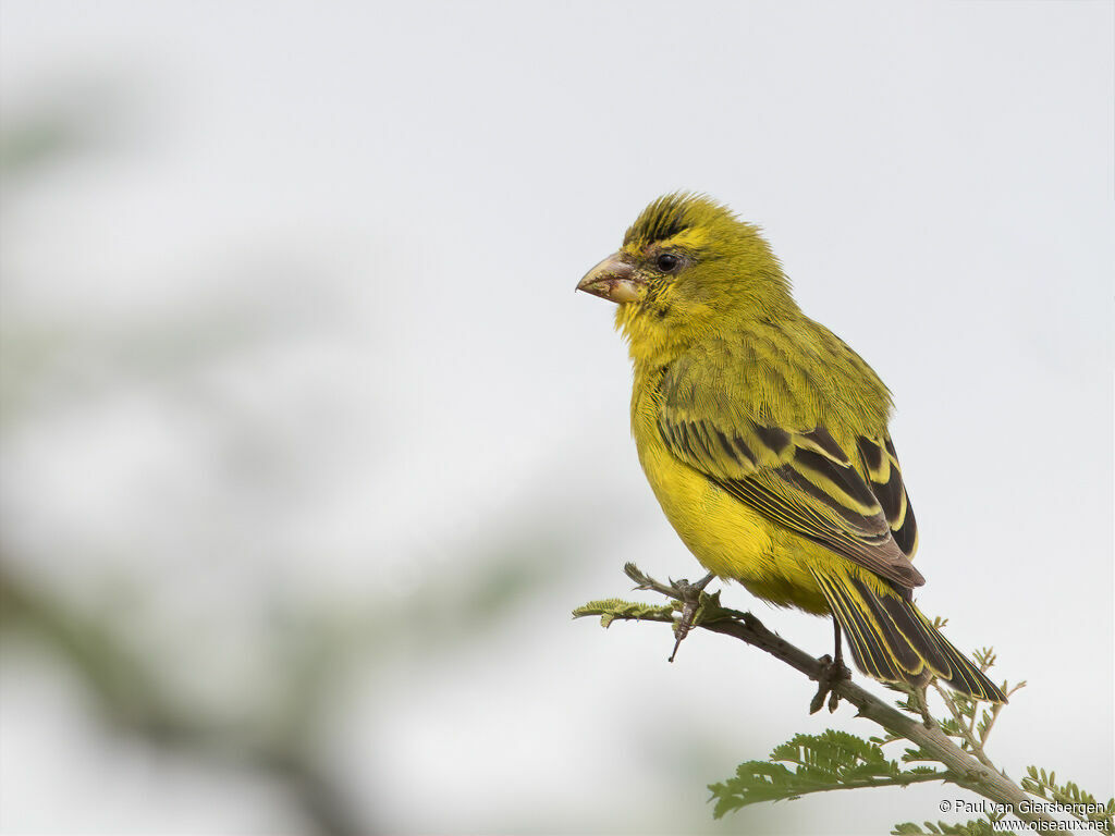 Serin soufréadulte