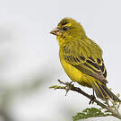 Serin soufré