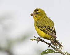 Brimstone Canary