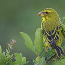 Serin soufré
