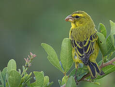 Serin soufré