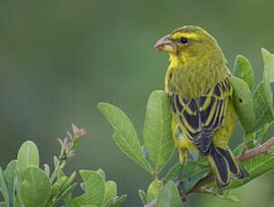 Serin soufré