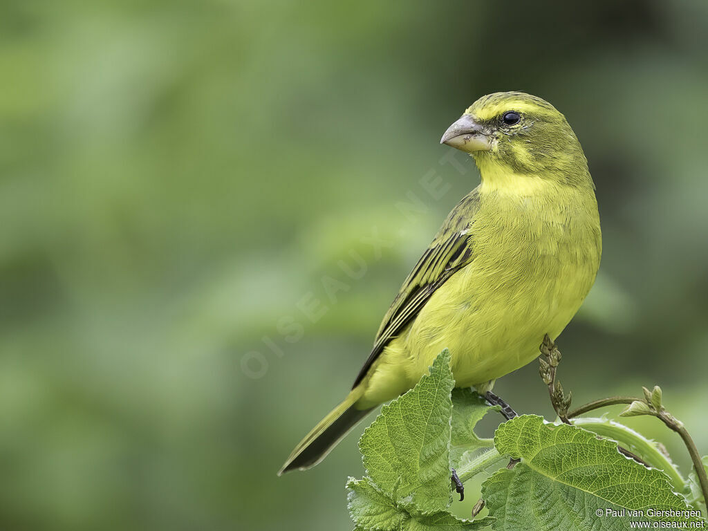 Serin soufréadulte